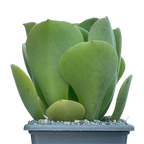 Aeonium canariense var. palmense