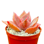 x Graptoveria 'Pearl Dazzler'