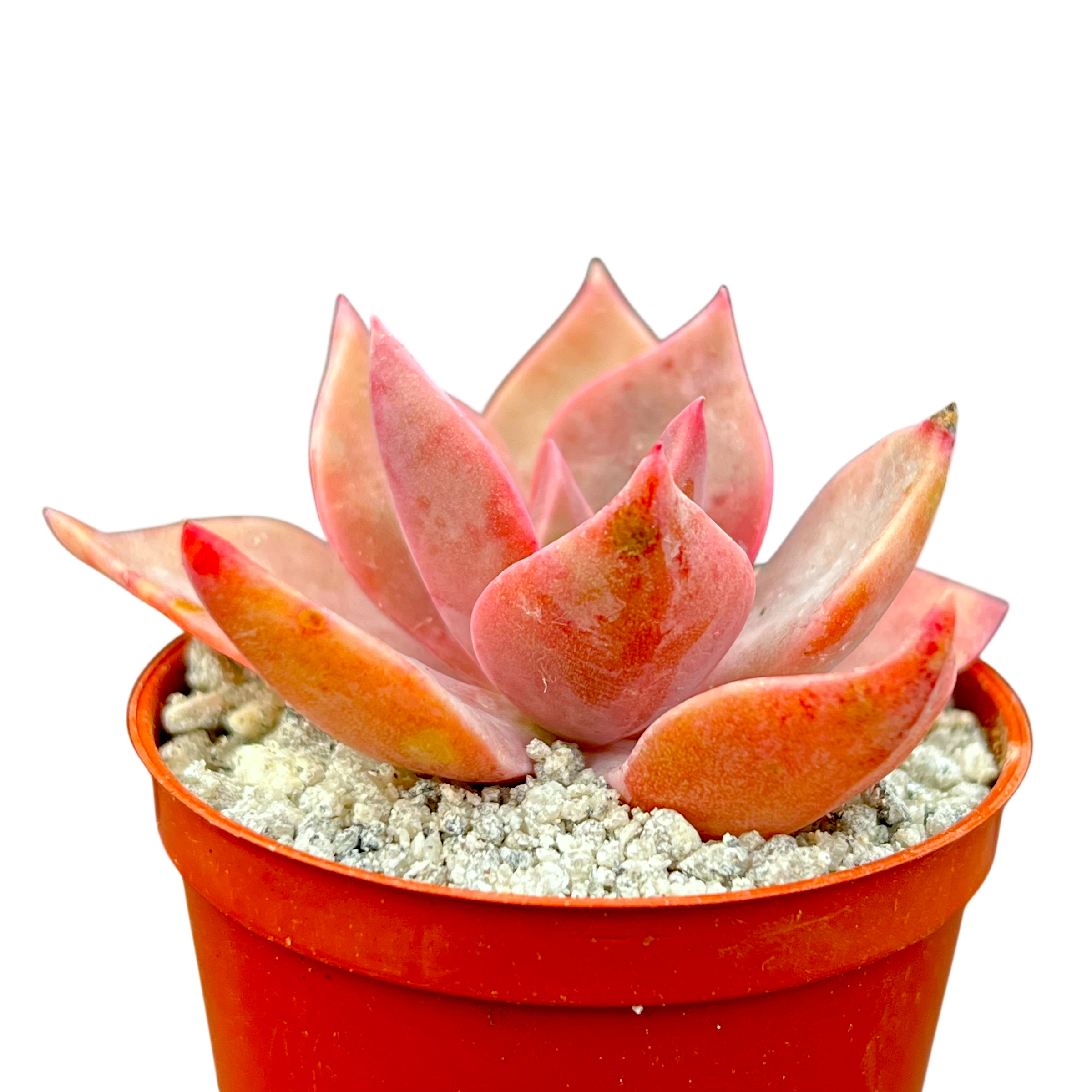 x Graptoveria 'Pearl Dazzler'