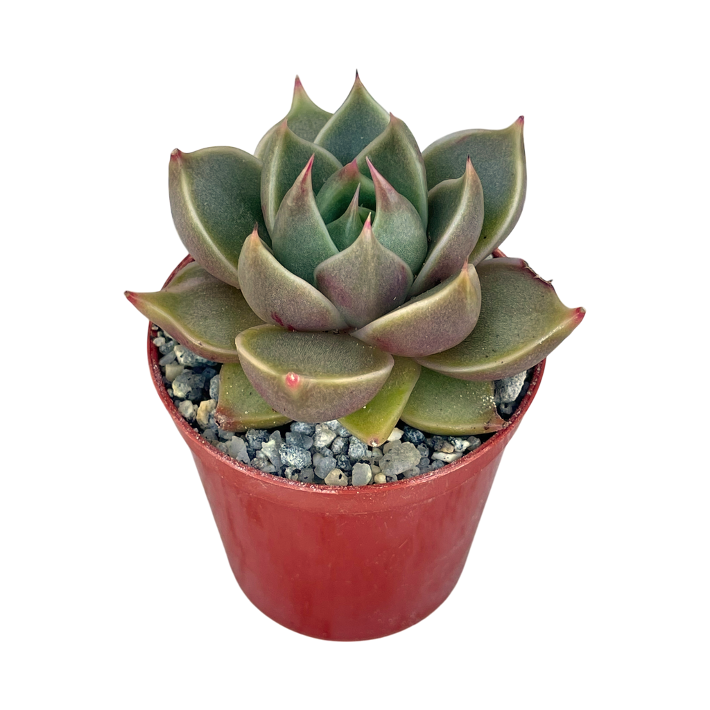 Echeveria 'Crystal Tower'