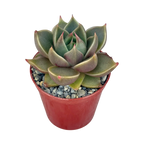 Echeveria 'Crystal Tower'