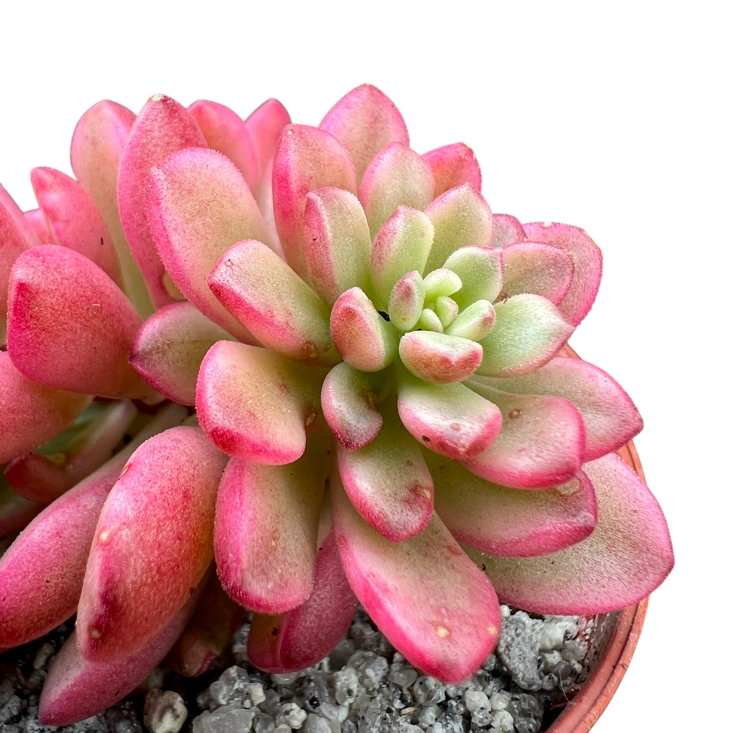 セダム 'ジョイス・タロック' バリエガータ – Surreal Succulents