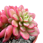 Sedum 'Joyce Tulloch' variegata