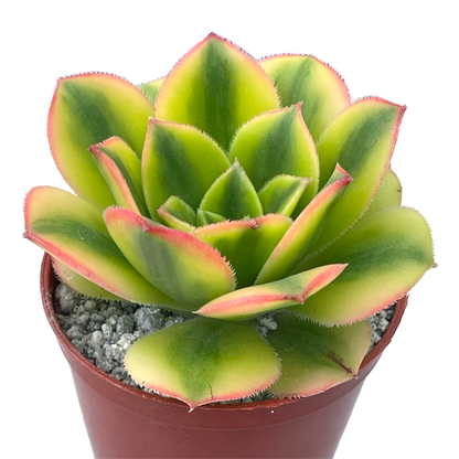Aeonium 'Floresens'