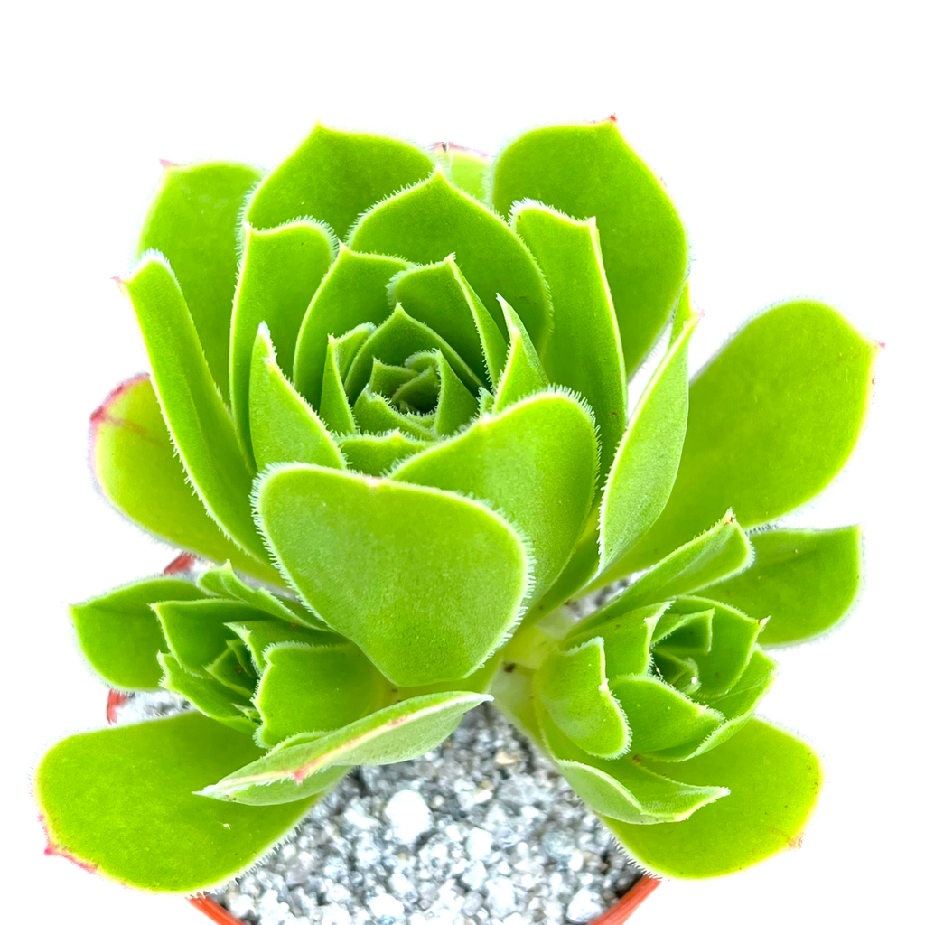 Aeonium 'Emerald Flame'