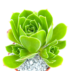 Aeonium 'Emerald Flame'