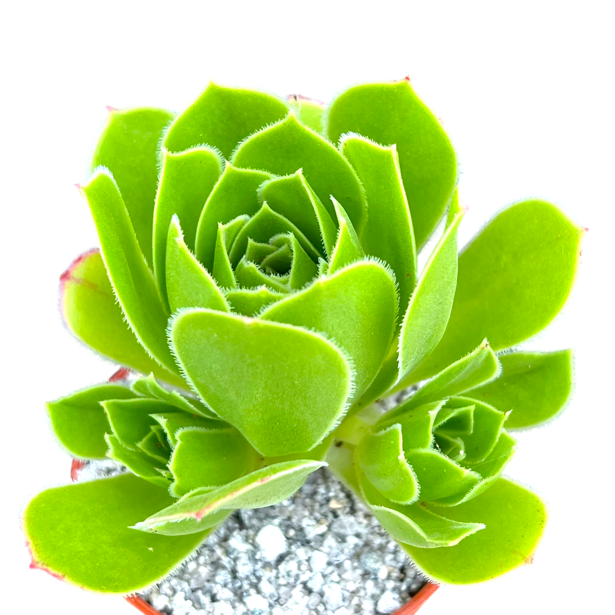 Aeonium 'Emerald Flame'