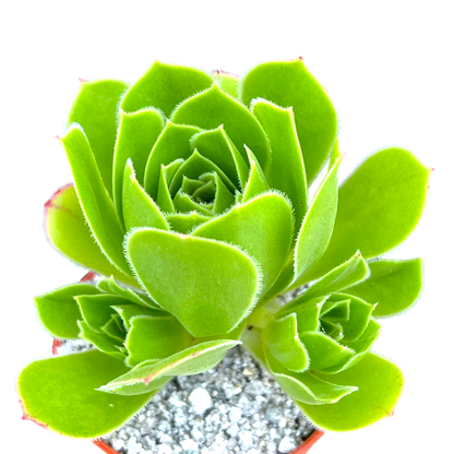 Aeonium 'Emerald Flame'