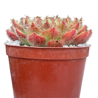 Echeveria 'Eva'