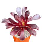 Aeonium arboreum atropurpureum