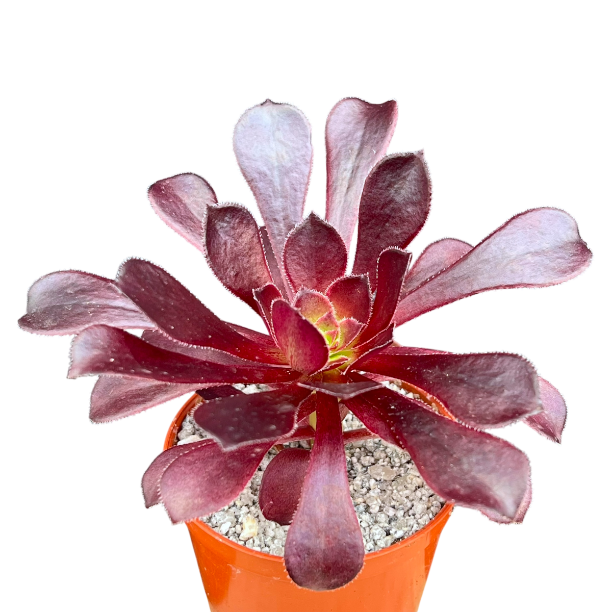 Aeonium arboreum atropurpureum