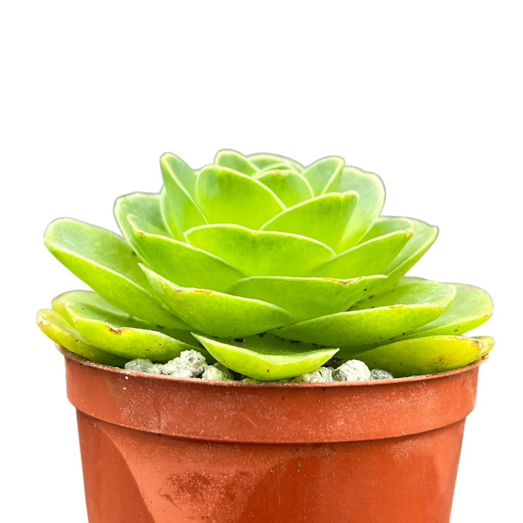 Aeonium diplocycla