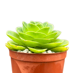 Aeonium diplocycla