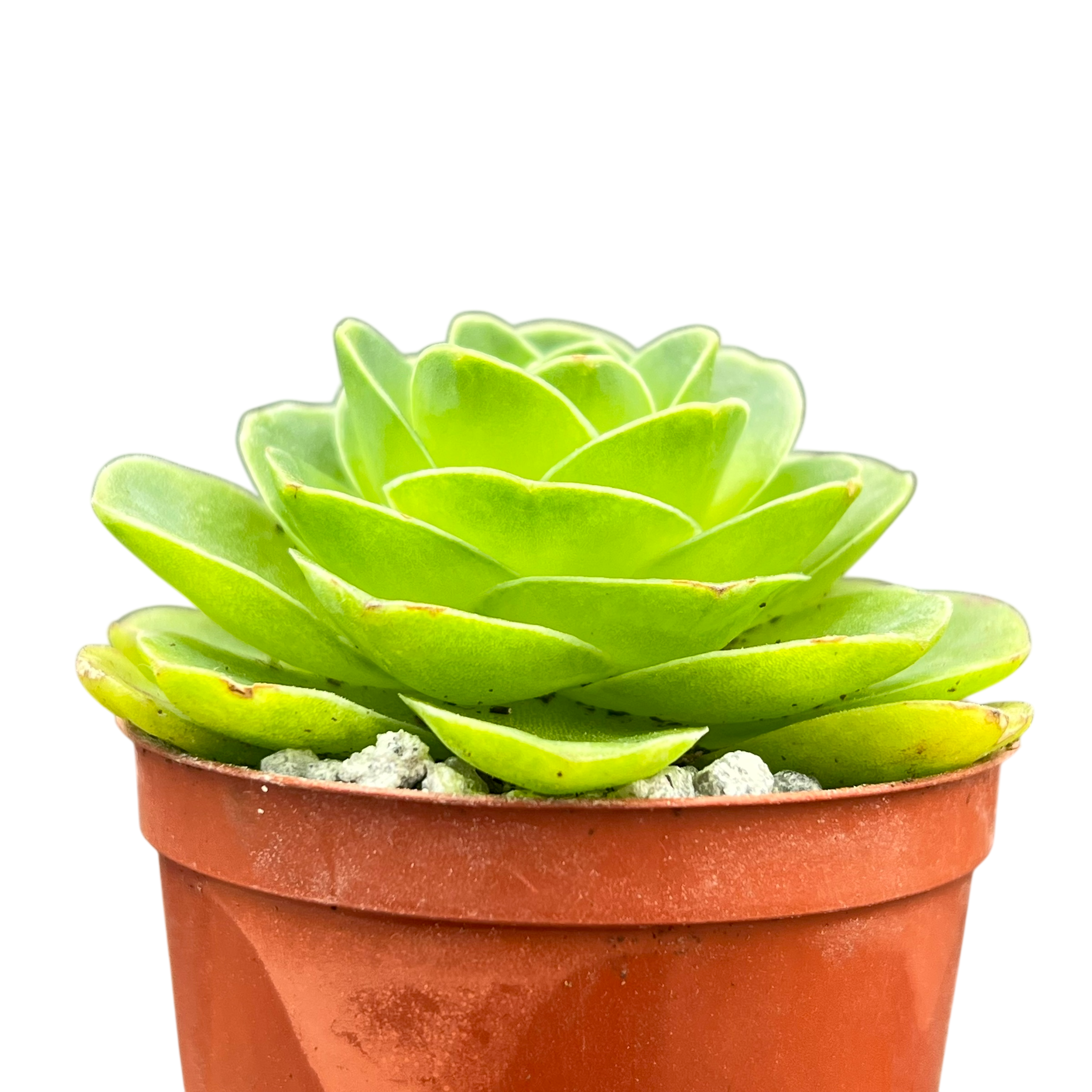 Aeonium diplocycla