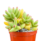 Crassula nudicaulis var. herrei