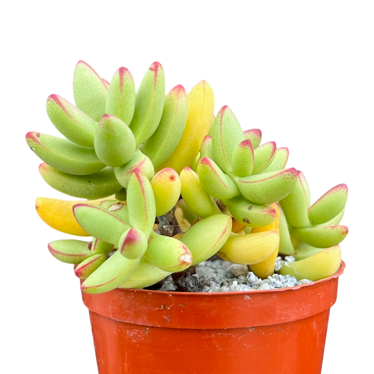 Crassula nudicaulis var. herrei