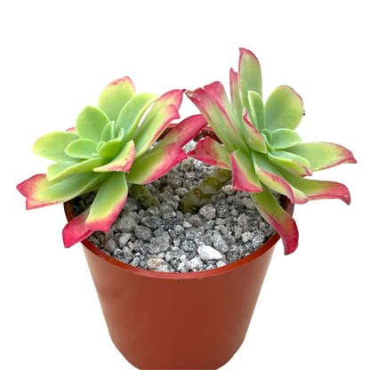 Sedum palmeri