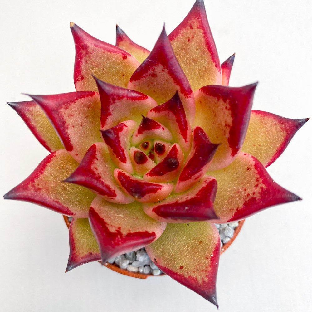 Echeveria agavoides 'Dragons Tooth'