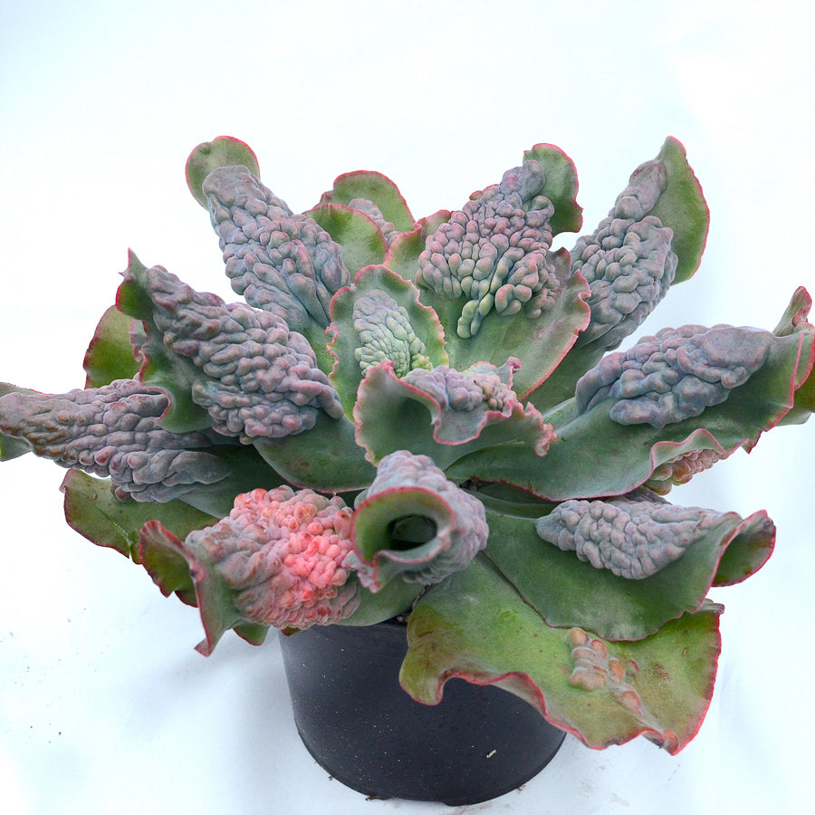 Echeveria 'Etna'