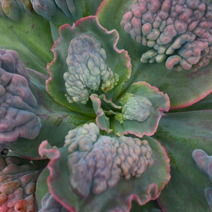 Echeveria 'Etna'