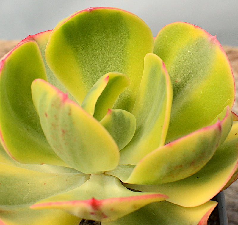 Echeveria 'Sunset Peony'