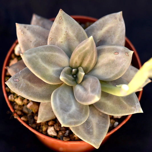 Echeveria xichuensis