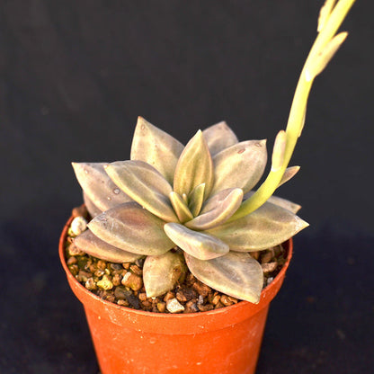 Echeveria xichuensis