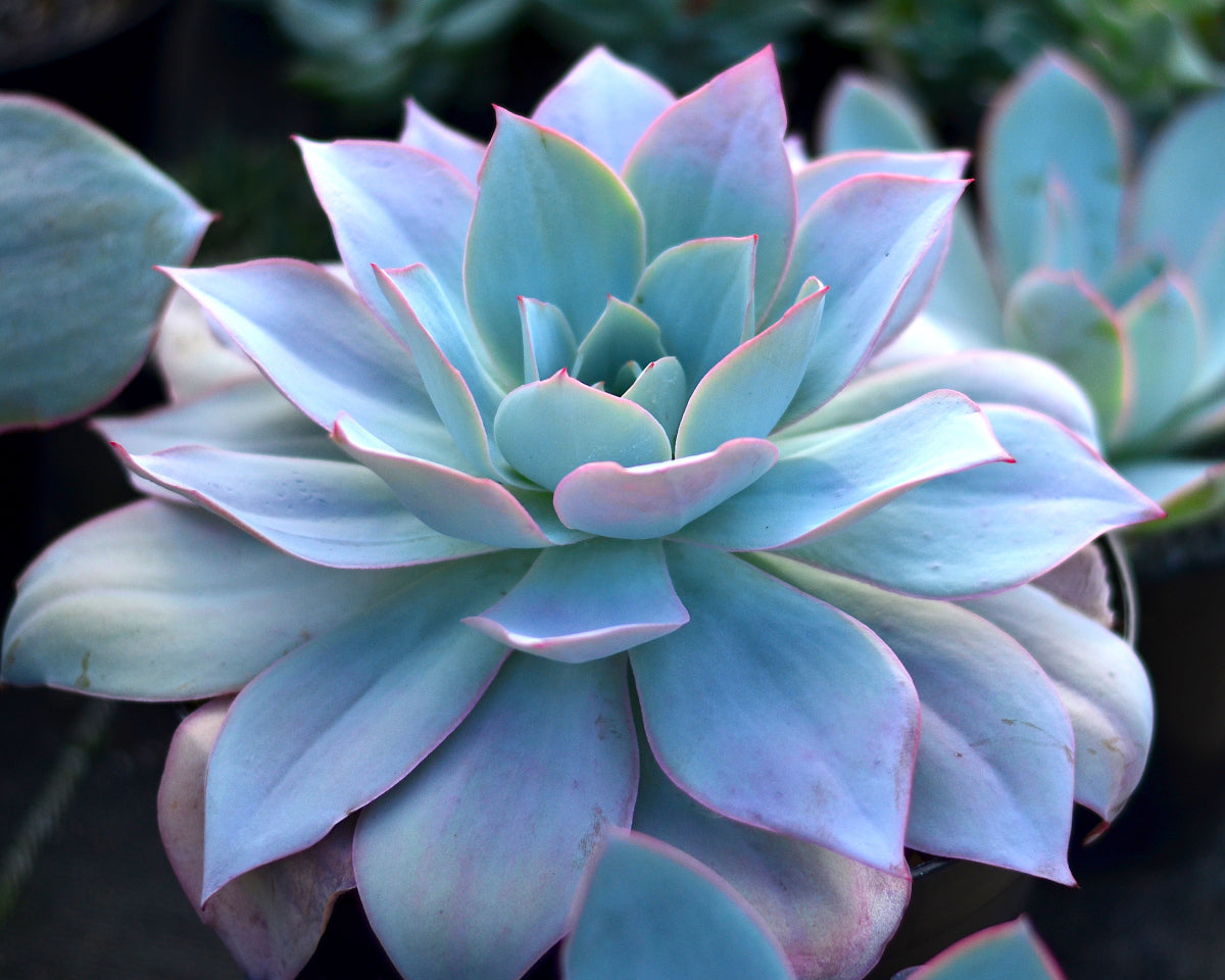 echeveria cante succulent Echeveria cante – Surreal Succulents