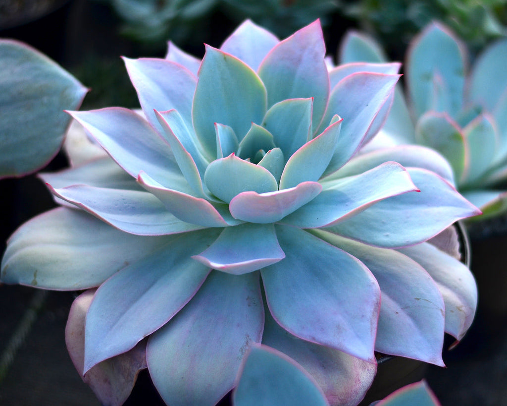 Echeveria cante