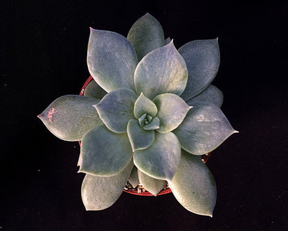 Echeveria carnicolor f. etricina