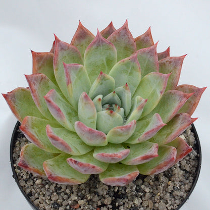 Echeveria colorata 'Hybrid'