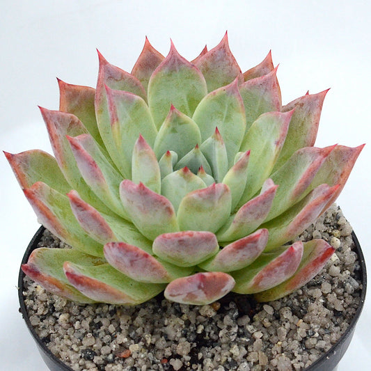 Echeveria colorata 'Hybrid'