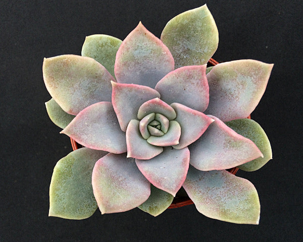 Echeveria 'Varian'