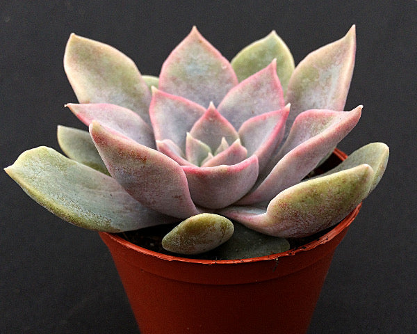 Echeveria 'Varian'