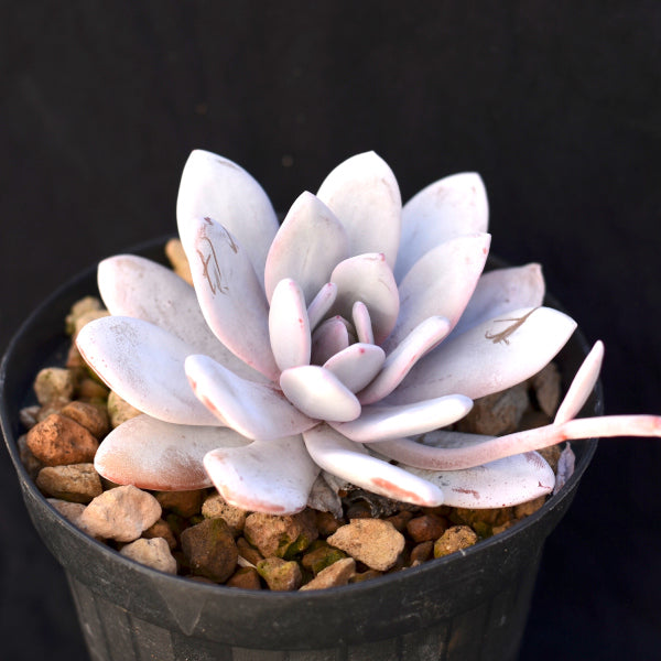 Echeveria laui