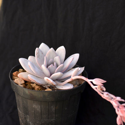 Echeveria laui