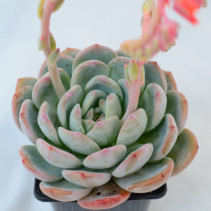 Echeveria 'Monroe'