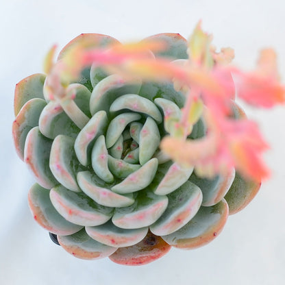 Echeveria 'Monroe'