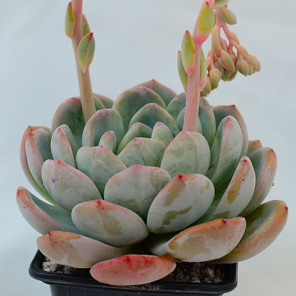 Echeveria 'Monroe'