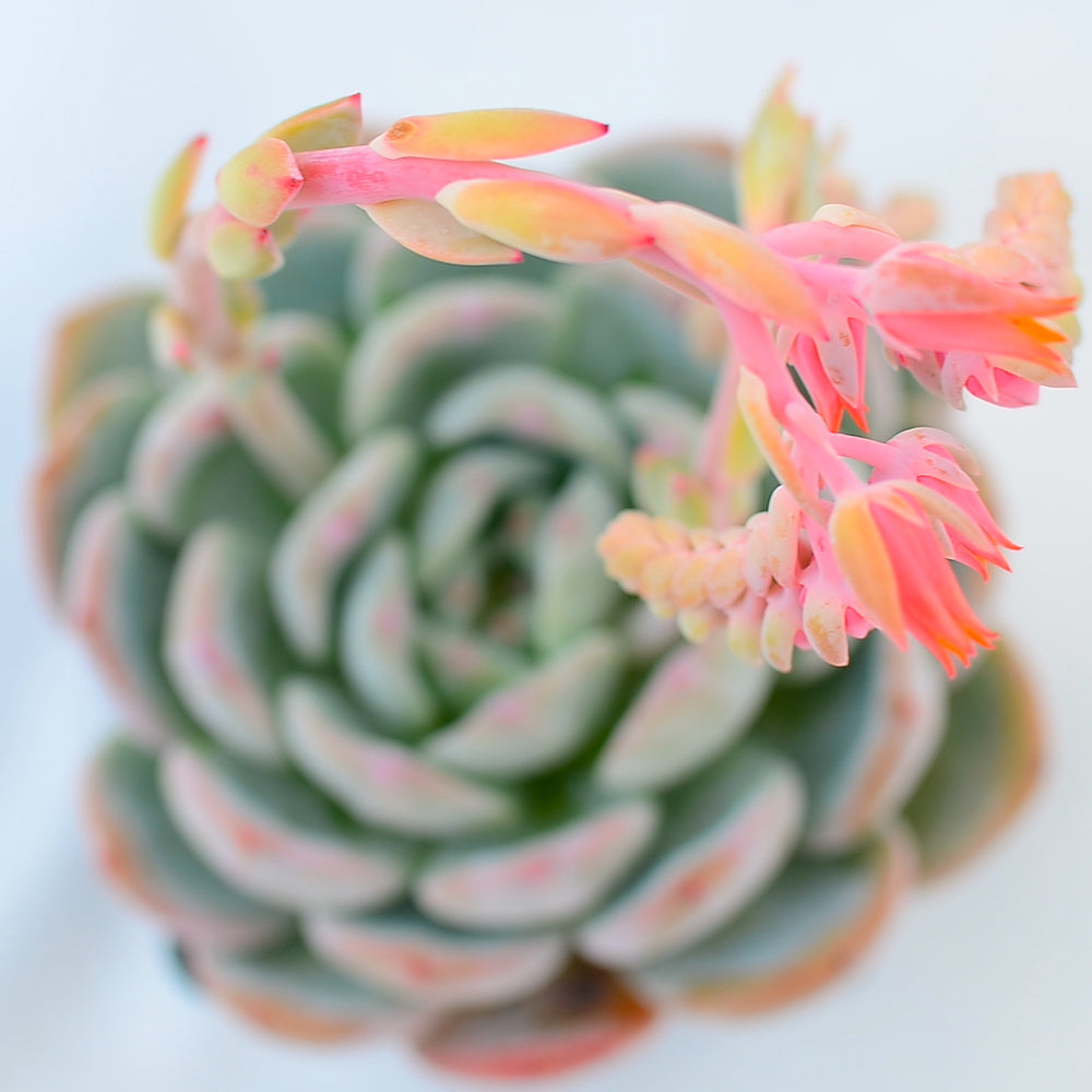 Echeveria 'Monroe'