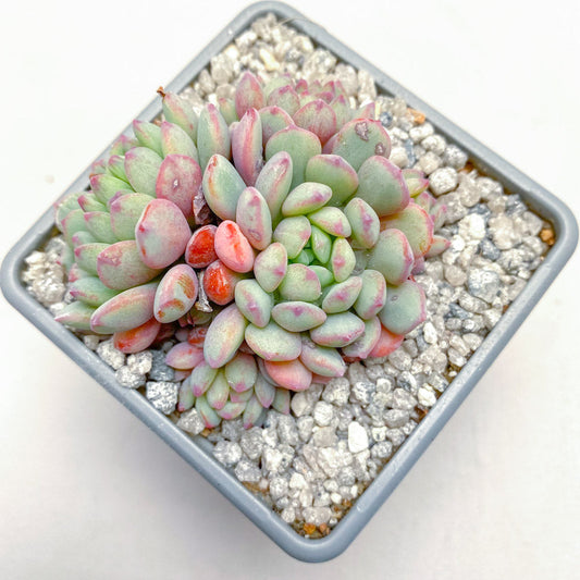 Echeveria 'Naya Elf'