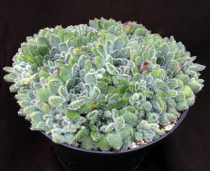 Echeveria setosa v. minor