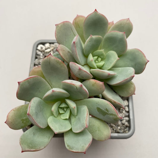 Echeveria subcorymbosa (Lau 026)