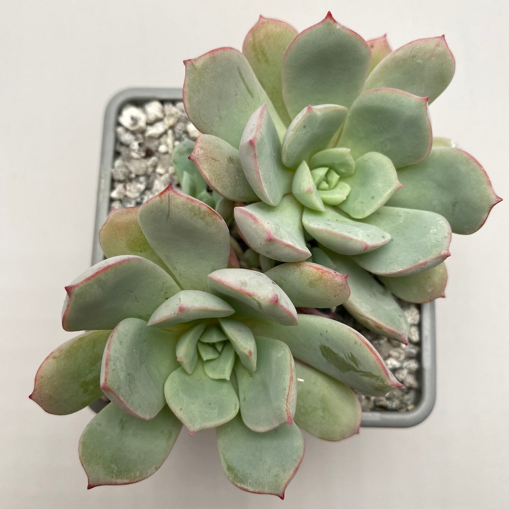 Echeveria subcorymbosa (Lau 026)