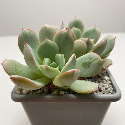 Echeveria subcorymbosa (Lau 026)