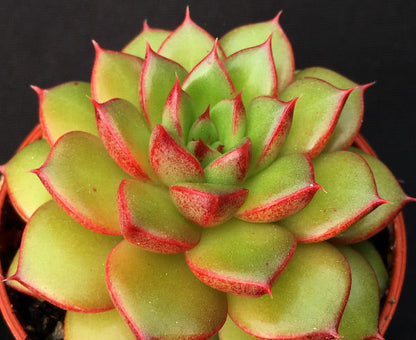 Echeveria 'Yoda'