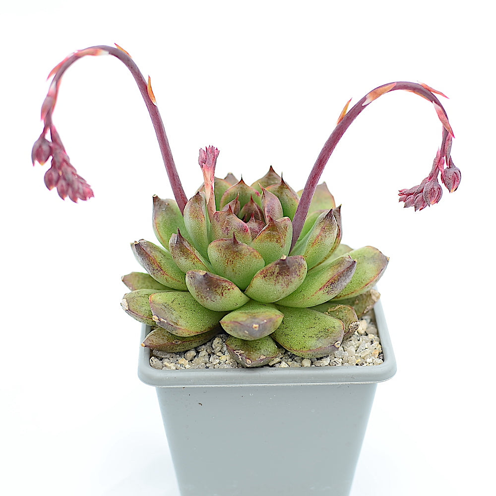 Echeveria 'Black Rose'