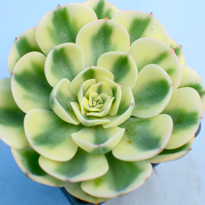 Echeveria 'Compton Carousel'