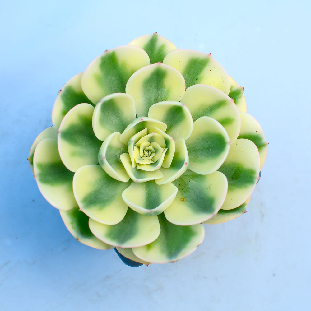 Echeveria 'Compton Carousel'