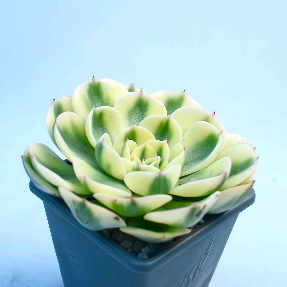 compton carousel succulent for sale Echeveria 'Compton Carousel' – Surreal Succulents